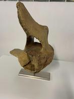 Walviswervel, Verzamelen, Mineralen en Fossielen, Ophalen, Fossiel