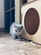 Britse korthaar kittens, Meerdere dieren, Gechipt, 0 tot 2 jaar