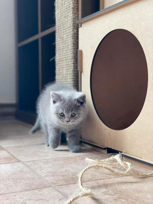 Britse korthaar kittens, Dieren en Toebehoren, Katten en Kittens | Raskatten | Korthaar, Meerdere dieren, 0 tot 2 jaar, Met stamboom