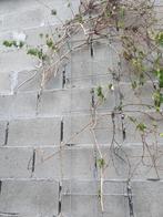 Klimplanten rek, Ophalen, Zo goed als nieuw