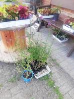 verbena, Tuin en Terras, Planten | Tuinplanten, Ophalen, Vaste plant