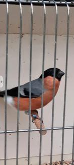 Europese goudvink., Dieren en Toebehoren, Mannelijk, Wildzangvogel, Geringd