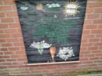 Oude   schoolkaart  de   wortel, Antiek en Kunst, Antiek | Schoolplaten, Ophalen
