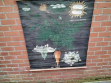 Oude   schoolkaart  de   wortel, Antiek en Kunst, Antiek | Schoolplaten, Ophalen