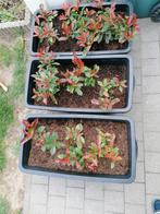 Photinia red Robin 18stuks, Ophalen, Overige soorten, Haag