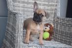 Franse bulldog pups uit nest te kiezen, Dieren en Toebehoren, Honden | Bulldogs, Pinschers en Molossers, België, 15 weken tot 1 jaar