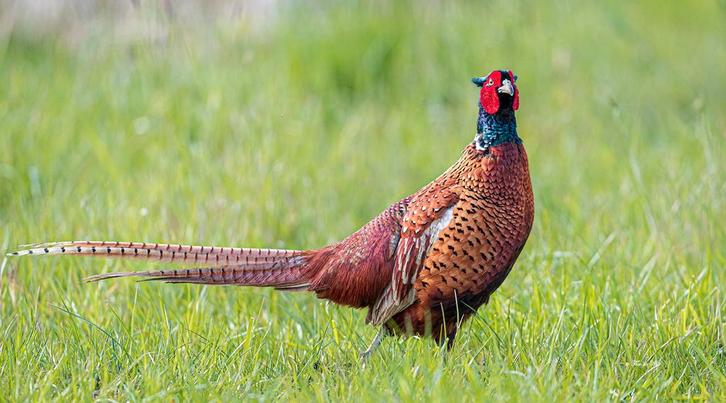 Bosfazant hanen, Dieren en Toebehoren, Pluimvee, Overige soorten, Mannelijk