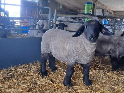 Suffolk ramlammeren, Dieren en Toebehoren, Schapen, Geiten en Varkens