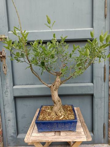euonymus bonsai 