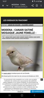 Recherche femelle mosaïque satiné jaunes