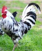 Bonte leghorn haan, Dieren en Toebehoren, Pluimvee, Mannelijk, Kip
