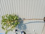 Leilaurier leivorm, Leiboom, Halfschaduw, 250 tot 400 cm, Zomer