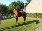 Recreatie paard, Ruin, 170 tot 175 cm, Gechipt, 3 tot 6 jaar