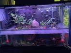 Glazen paludarium 60x20x60, Animaux & Accessoires, Enlèvement ou Envoi, Neuf, Terrarium ou Paludarium