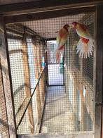 Jonge rozellas te koop, Dieren en Toebehoren, Vogels | Parkieten en Papegaaien, Meerdere dieren
