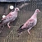 Guinea duiven, Dieren en Toebehoren, Vogels | Overige Vogels