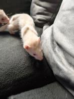 Nog 1 Jong fretje albino moertje, Dieren en Toebehoren, Overige Dieren, Mei, Vrouwelijk