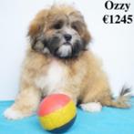 Ozzy, splendide petit chiot mâle Lhasa Apso à vendre, Animaux & Accessoires, 15 semaines à 1 an, Commerçant, Chien (mâle), Autres races