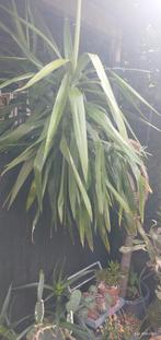 Yucca, Ophalen
