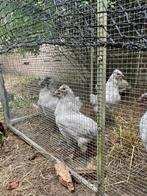 Jonge lavendel araucana haantjes, Dieren en Toebehoren, Mannelijk, Kip