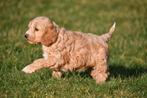 Chiot Cockapoo à vendre (femelle), Chienne, Belgique, Taille moyenne, Un chien