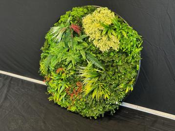 Kunsthaag Rond 100x100 cm beschikbaar voor biedingen