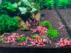 Crevette red crystal, Aquarium d'eau douce rempli, Utilisé, Enlèvement ou Envoi