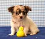 Supermooie Chihuahua pups!, CDV (hondenziekte), Buitenland, Fokker | Professioneel, Reu