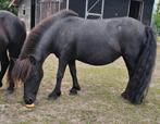 Shetlander merrie, Dieren en Toebehoren, Merrie, Minder dan 160 cm, Niet van toepassing, 7 tot 10 jaar