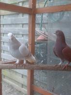 Super takla  duiven koppel 50€, Dieren en Toebehoren, Vogels | Duiven
