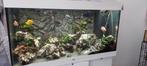 Juwel Rio 350 aquarium incl onderhoud, toebehoren, vissen, Comme neuf, Aquarium d'eau douce rempli, Enlèvement