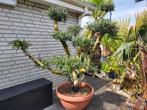 Olea europaea pon pon 50/60 cm de circonférence du tronc, Jardin & Terrasse, Enlèvement ou Envoi