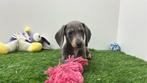 Gladharige Dwergteckel pups, België, 8 tot 15 weken, Korthaar, CDV (hondenziekte)