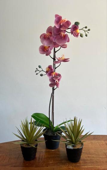 Kunststof Orchidee en twee aloe plantjes beschikbaar voor biedingen