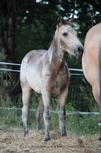 Paard: OC, Gechipt, Minder dan 160 cm, M, 0 tot 2 jaar