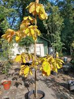 speciale eik, Tuin en Terras, Ophalen, Overige soorten, 250 tot 400 cm