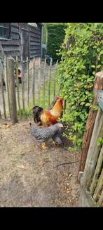 Prachtige haan over te nemen, Dieren en Toebehoren, Pluimvee