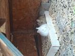 Lapin nain à vendre, Plusieurs animaux, Nain, 0 à 2 ans