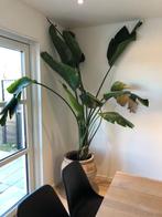 Strelitzia nicolai, Maison & Meubles, Plantes d'intérieur, 200 cm ou plus, Enlèvement