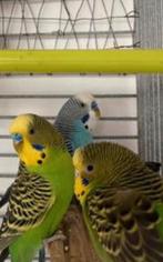 Vogels, Ophalen of Verzenden