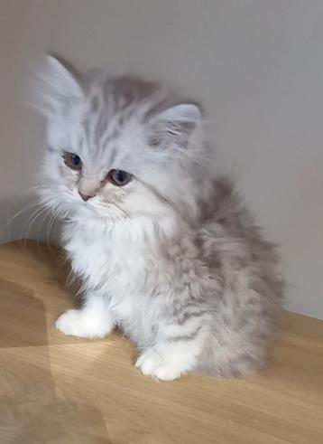 Britse Langhaar kitten  beschikbaar voor biedingen