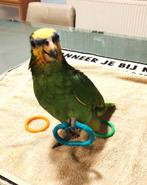 Super mega tamme amazone papagaai 12 weken, Dieren en Toebehoren, Vogels | Parkieten en Papegaaien, Geslacht onbekend, Papegaai