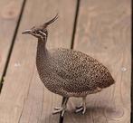 Kuiftinamoe onverwant 2024, Plusieurs animaux, Oiseau tropical, Bagué