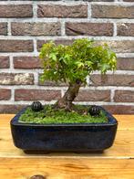 Bonsai Acer buergerianum Shohin, Tuin en Terras, Ophalen