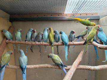 Halsbandparkieten beschikbaar voor biedingen