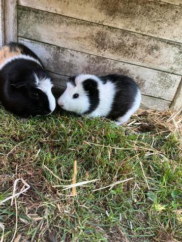 Cavia beertje ( +/- 3 maand oud) beschikbaar voor biedingen