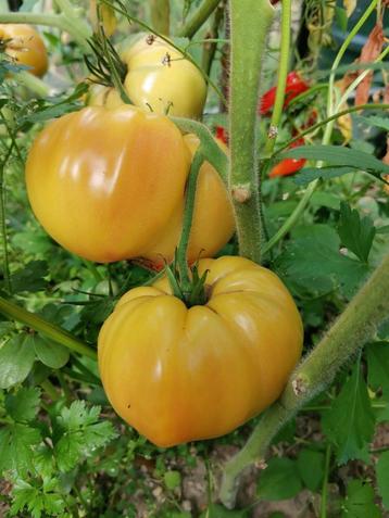 5 graines de tomates Huge Lemon Oxheart disponible aux enchères