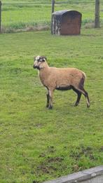 Kamaroen bokje, Dieren en Toebehoren, Schapen, Geiten en Varkens, Schaap, Mannelijk, 0 tot 2 jaar