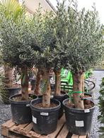 Olijfboom Olea Europaea - Terrasolijfboom, Tuin en Terras, Planten | Bomen, Olijfboom, Ophalen