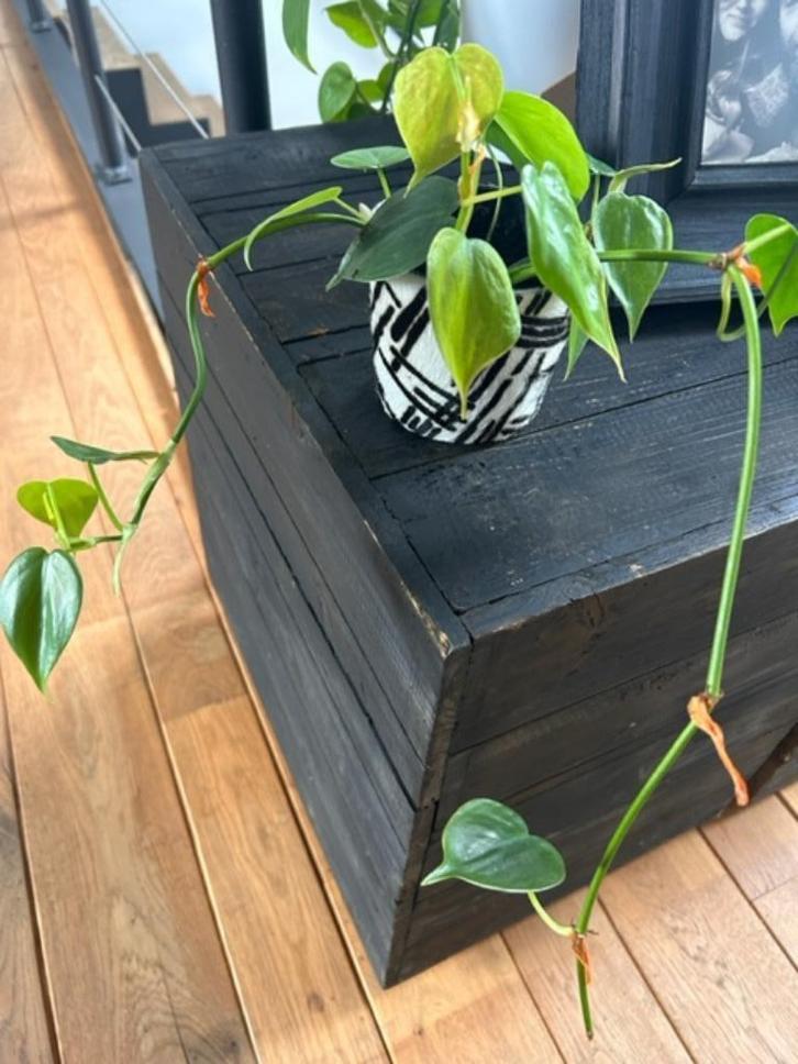 Philodendron hangplant met pot, Huis en Inrichting, Kamerplanten, Overige soorten, Ophalen